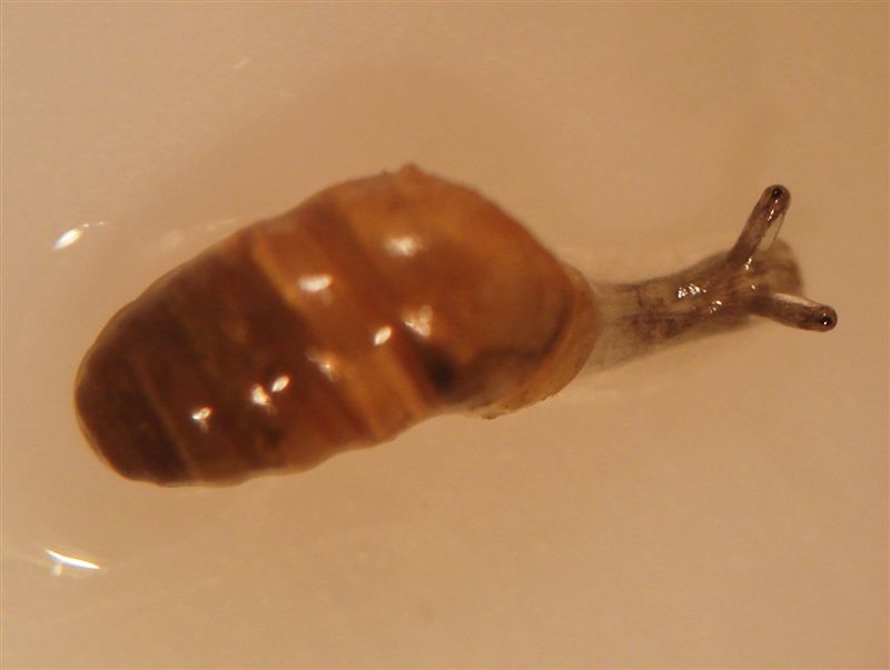 Lauria cylindracea (Da Costa, 1778)