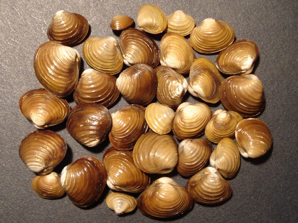 Bivalve da determinare