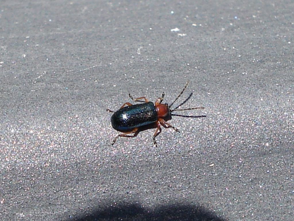 Oulema sp. (Chrysomelidae)