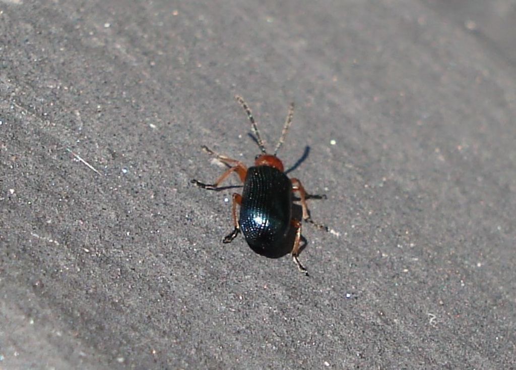 Oulema sp. (Chrysomelidae)