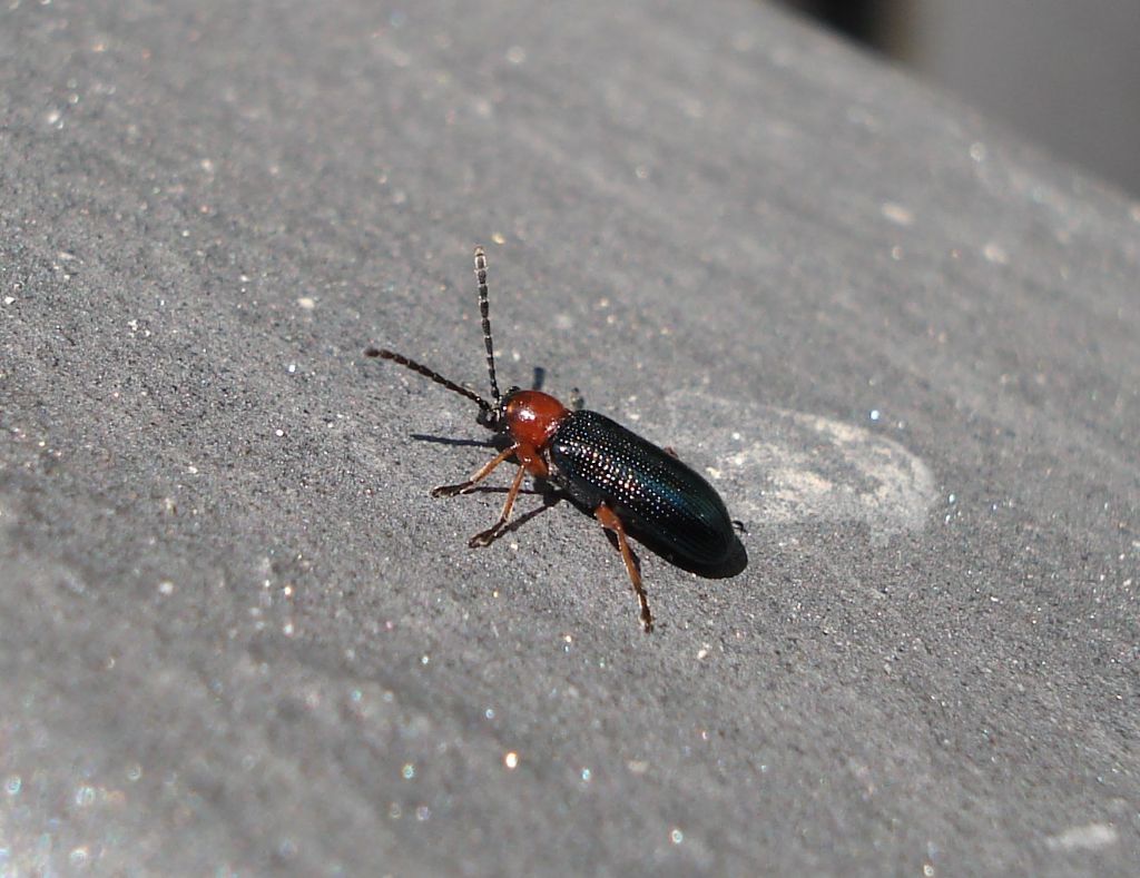 Oulema sp. (Chrysomelidae)