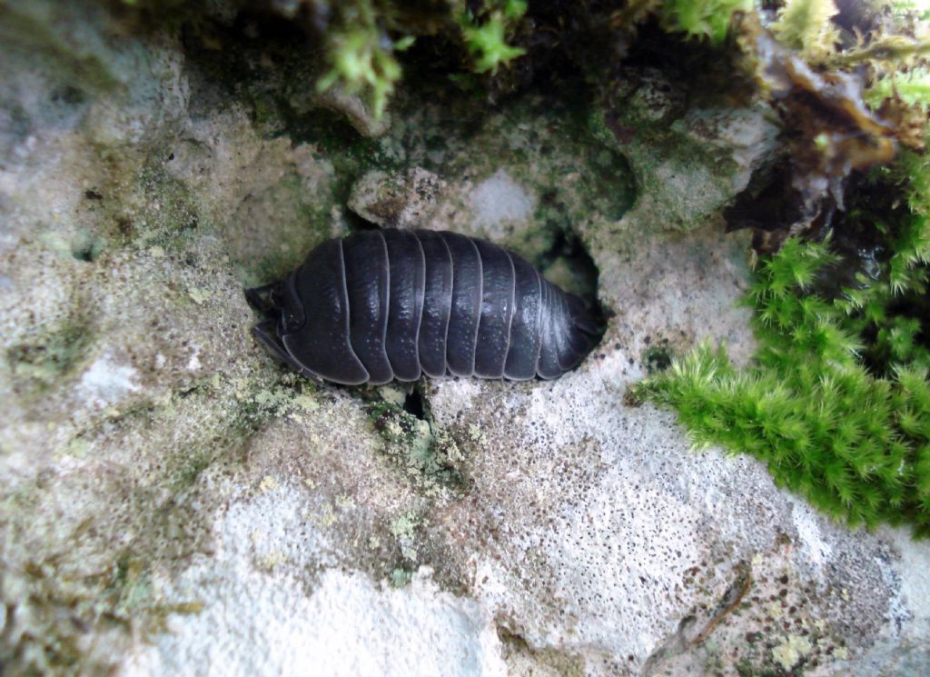 Armadillidium sp