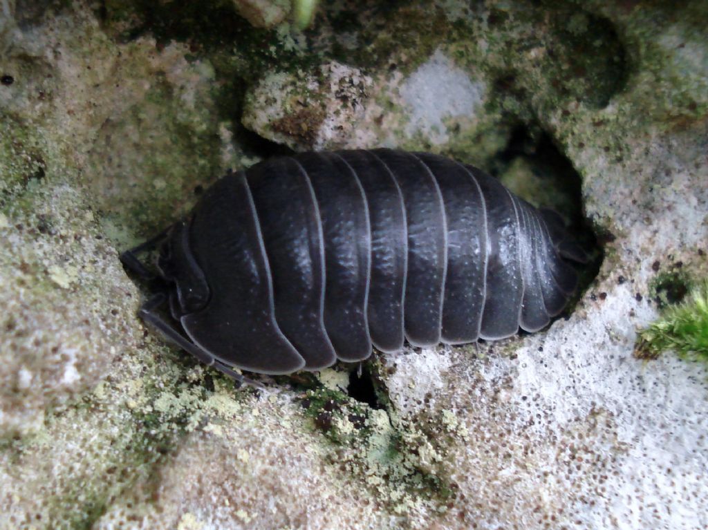 Armadillidium sp