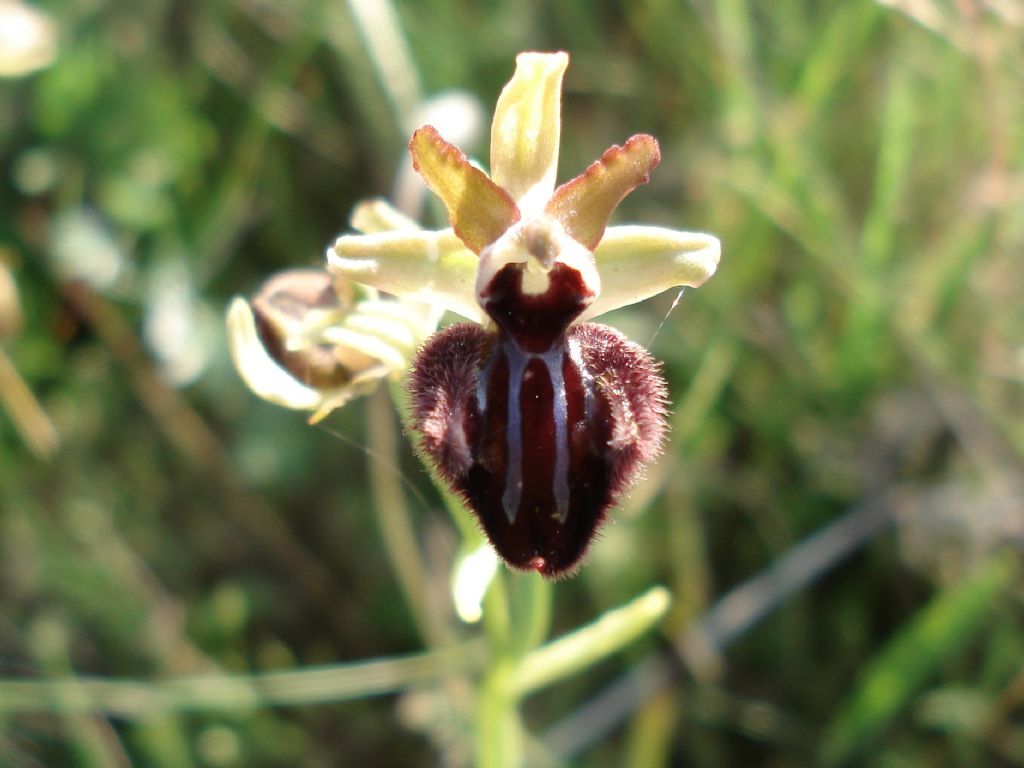 Ophrys incubacea