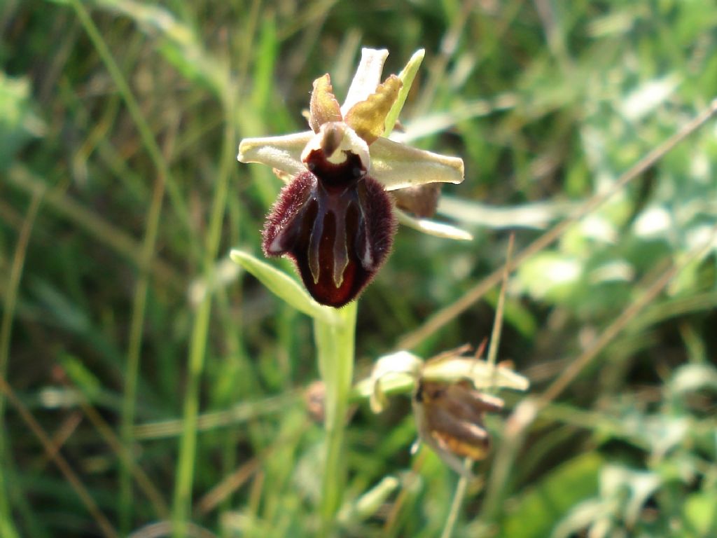 Ophrys incubacea