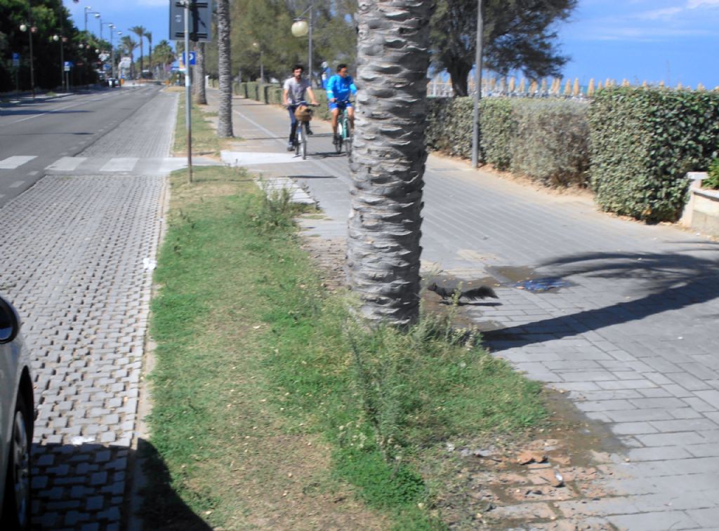 Sciurus carolinensis a Pescara - No Sciurus vulgaris