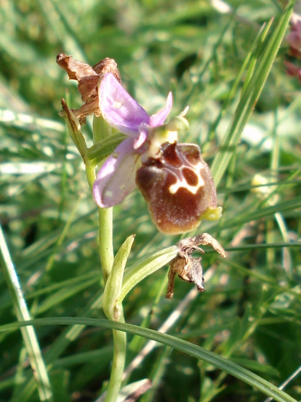 Ophrys apulica?