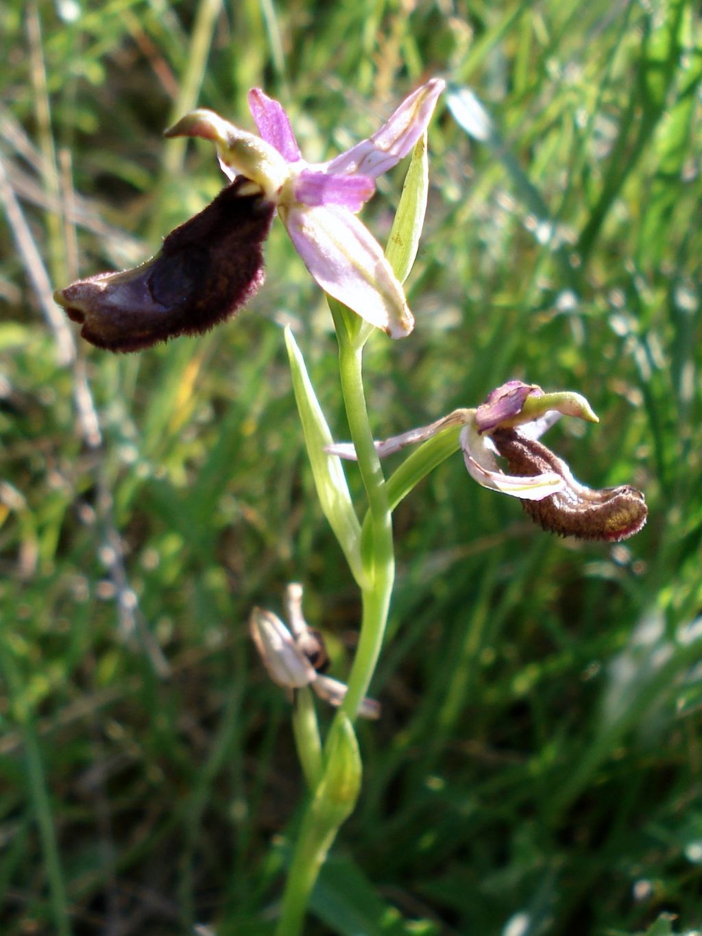 Ophrys bertolonii