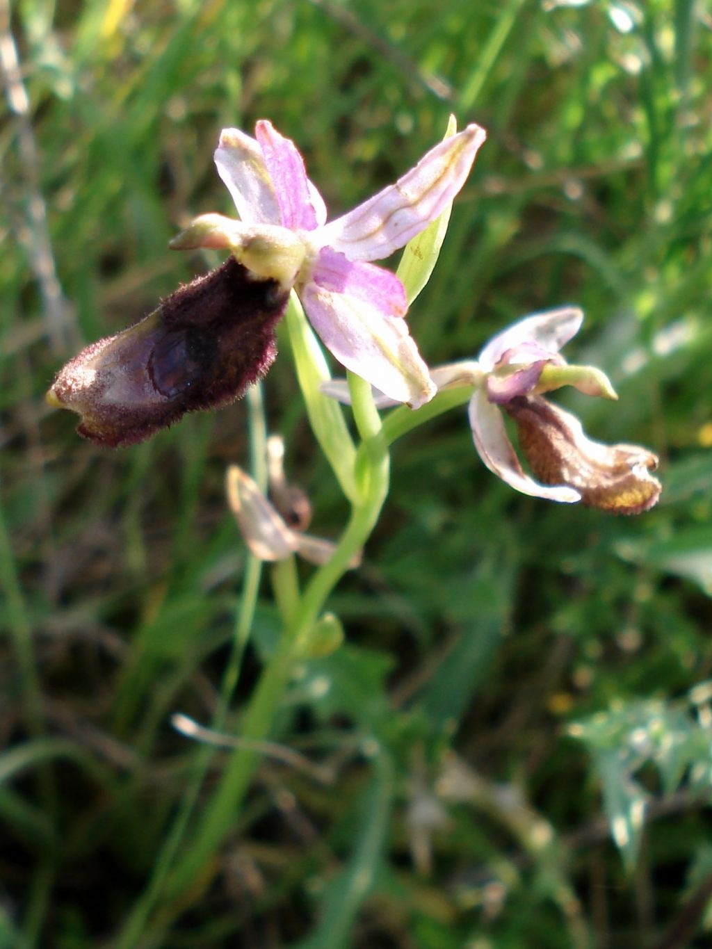 Ophrys bertolonii