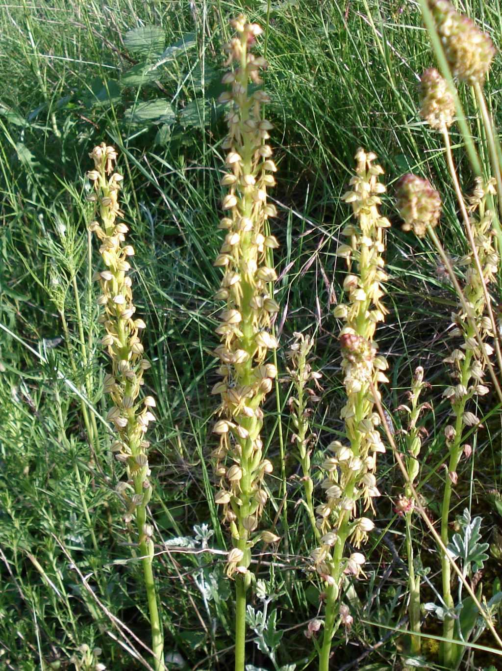 Orchis anthropophora