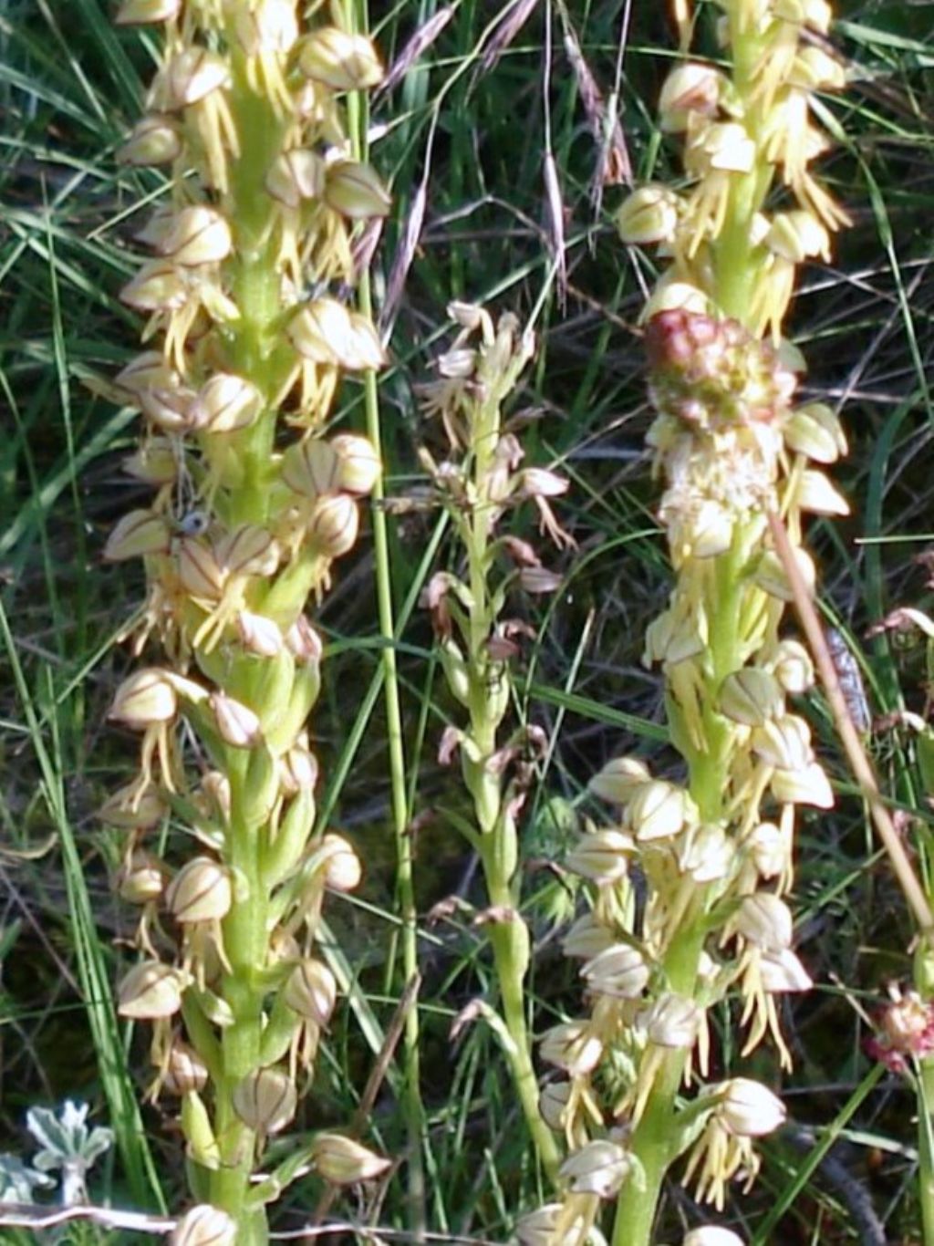 Orchis anthropophora