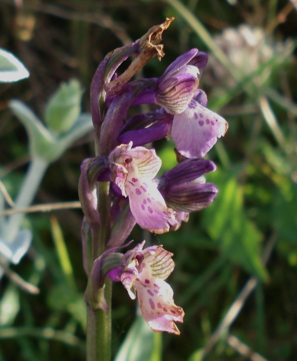 Help!  - Anacamptis morio