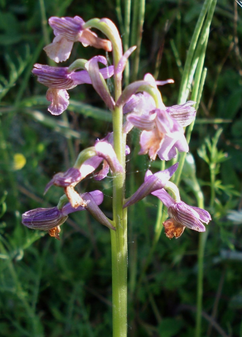 Help!  - Anacamptis morio