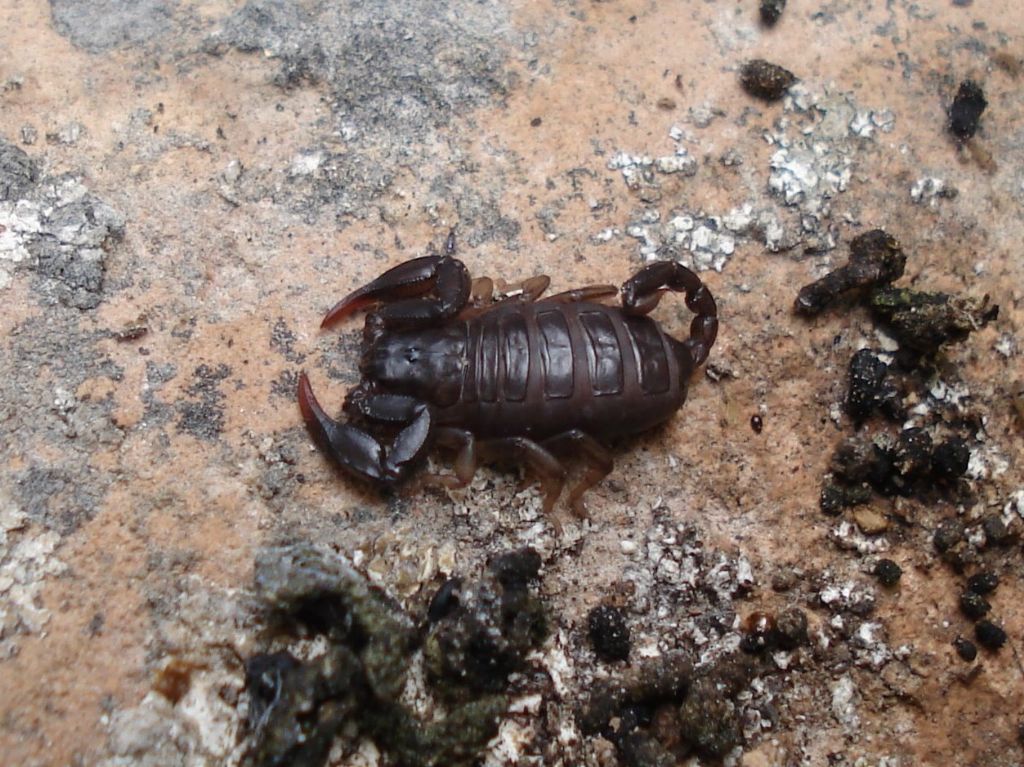 E. cf. italicus - San Benedetto in Perillis (AQ)