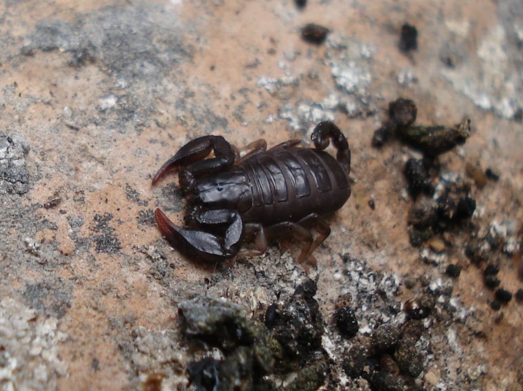 E. cf. italicus - San Benedetto in Perillis (AQ)