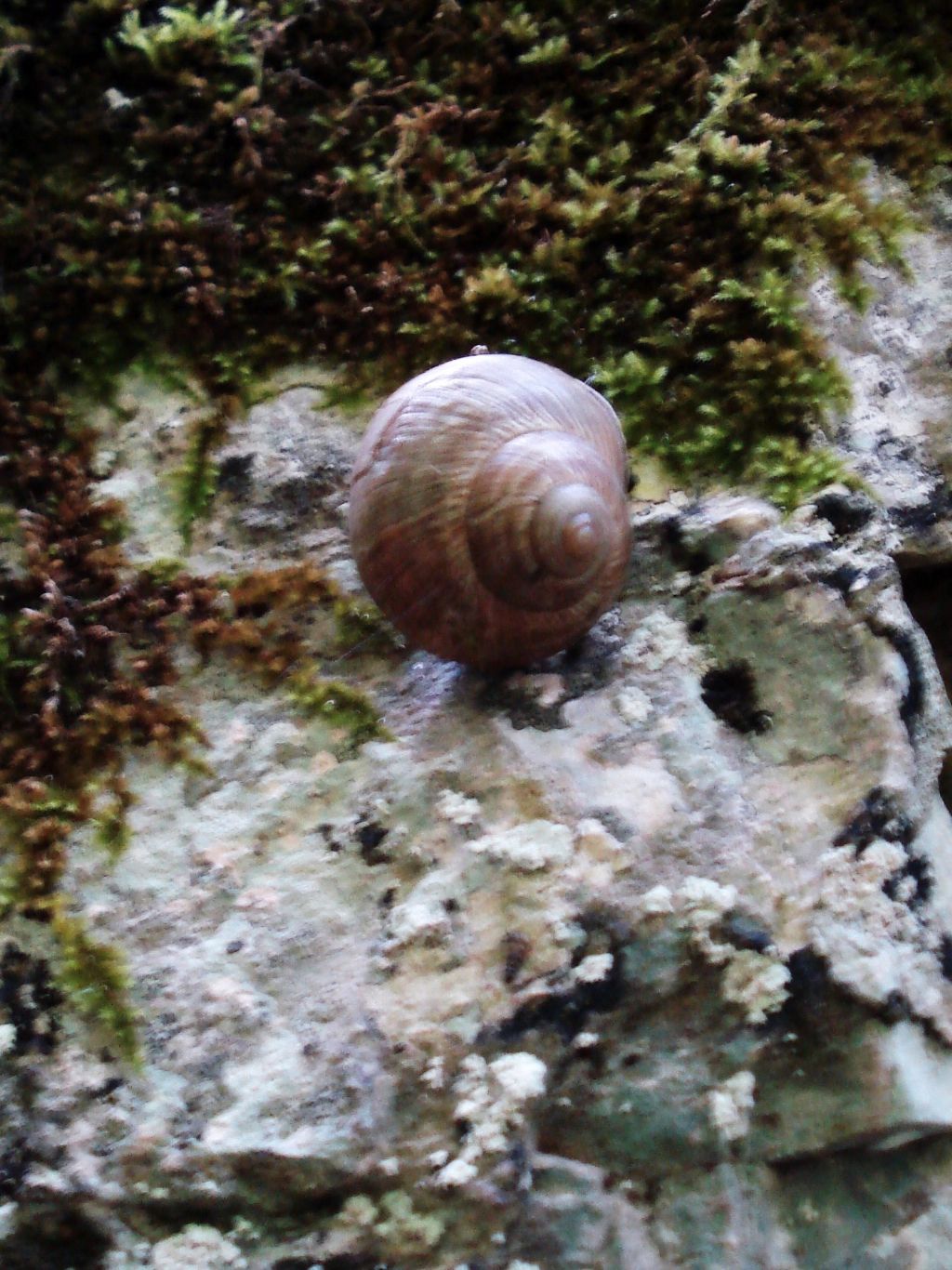 Helix ligata ed Helix delpretiana nelle Gole di Celano