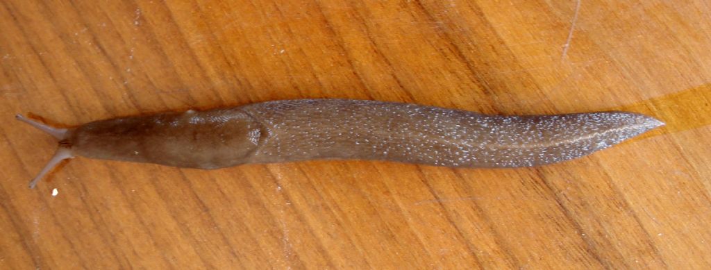 Limax pescarese