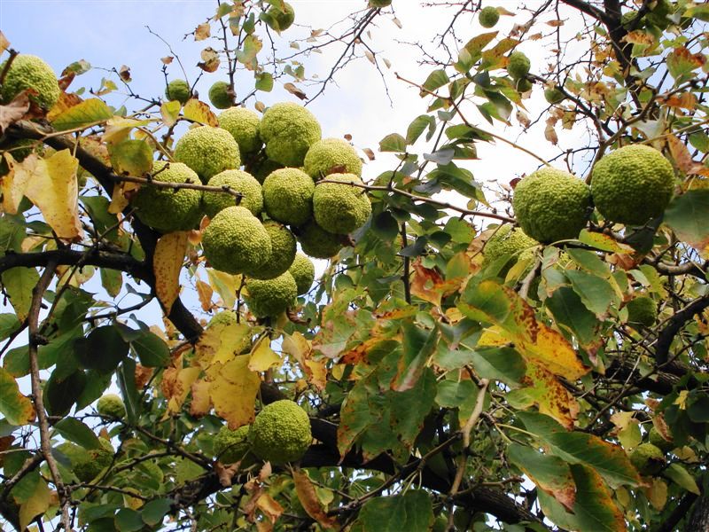 Quiz...vegetale: Maclura pomifera