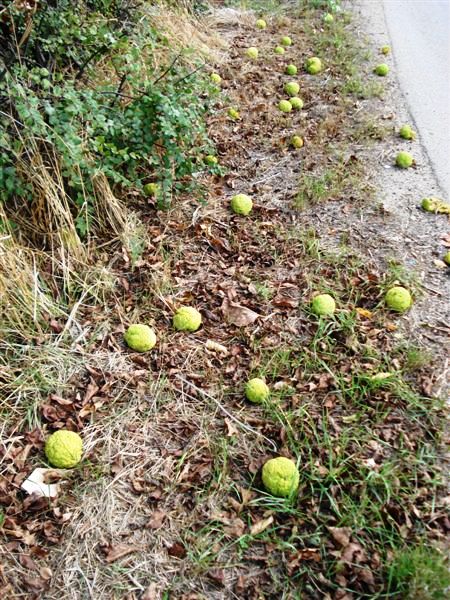 Quiz...vegetale: Maclura pomifera