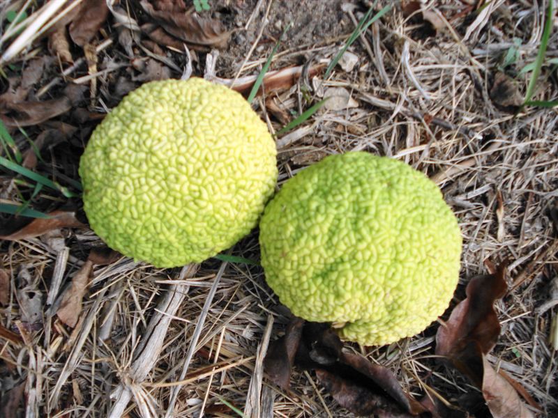 Quiz...vegetale: Maclura pomifera