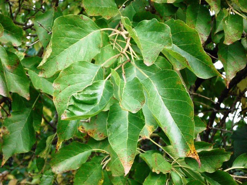 Quiz...vegetale: Maclura pomifera