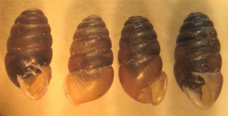 Lauria cylindracea (Da Costa, 1778)