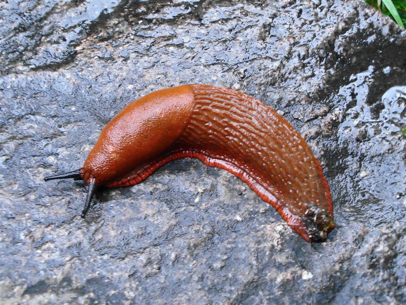 Arion vulgaris