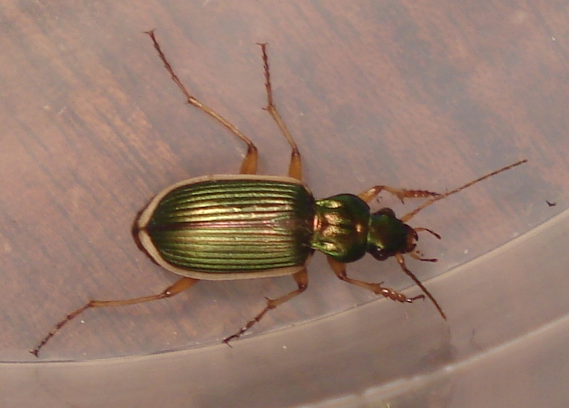 Chlaenius spoliatus molisano