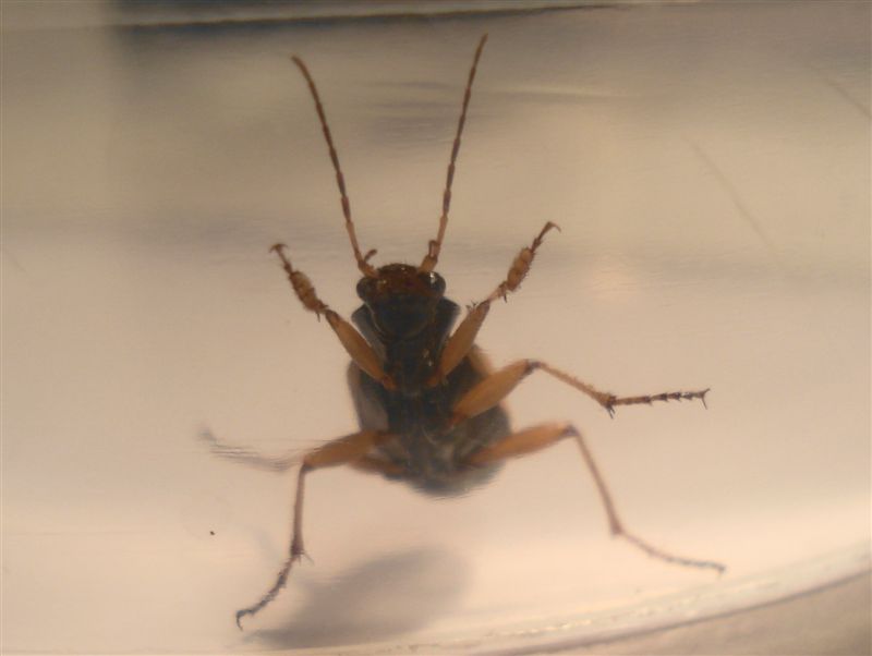 Chlaenius spoliatus molisano