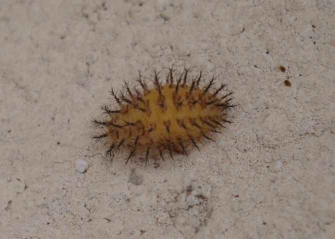 Larva di Coccinellidae; Henosepilachna elaterii