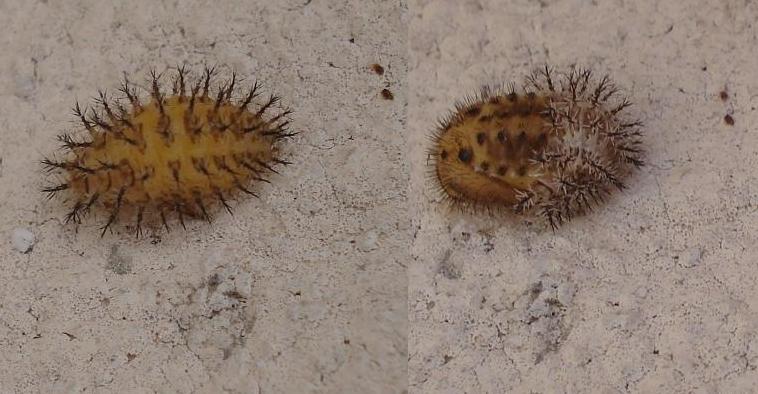 Larva di Coccinellidae; Henosepilachna elaterii