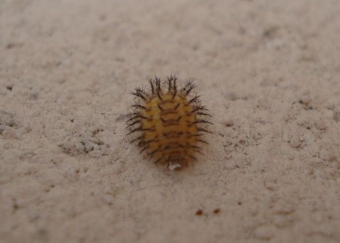 Larva di Coccinellidae; Henosepilachna elaterii