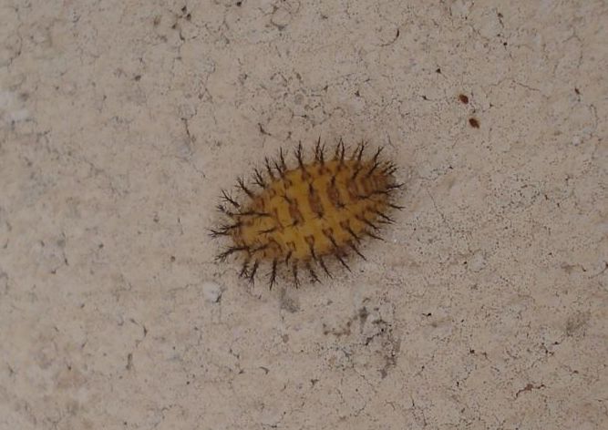 Larva di Coccinellidae; Henosepilachna elaterii