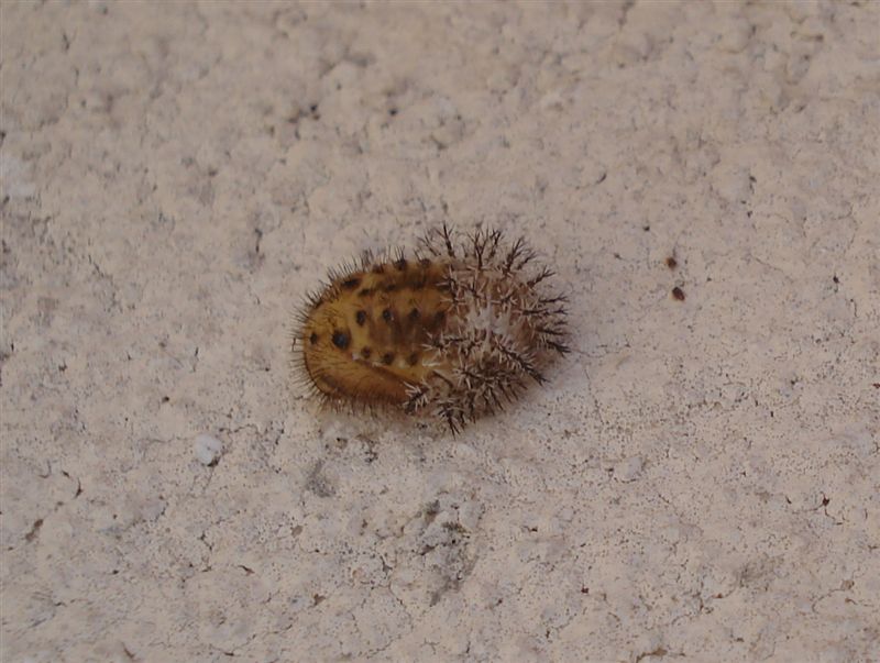 Larva di Coccinellidae; Henosepilachna elaterii