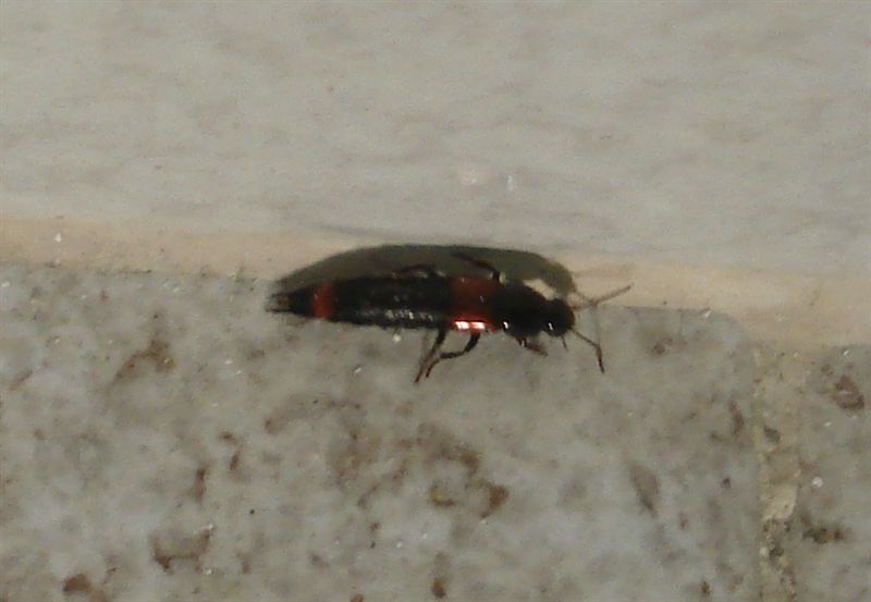 Dermattero? No. Staphilinidae, Astrapaeus ulmi