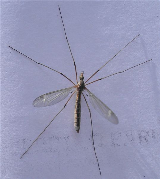 Tipula sp.