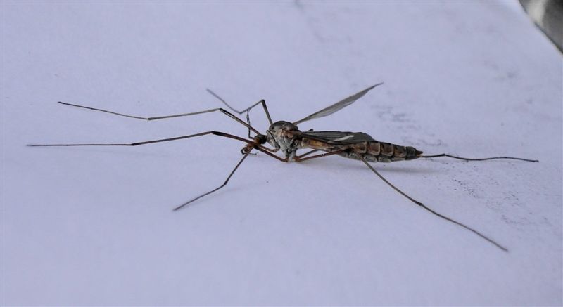 Tipula sp.