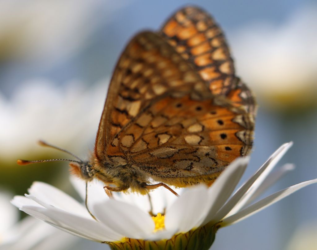 Da Identificare - Euphydryas provincialis, Nymphalidae