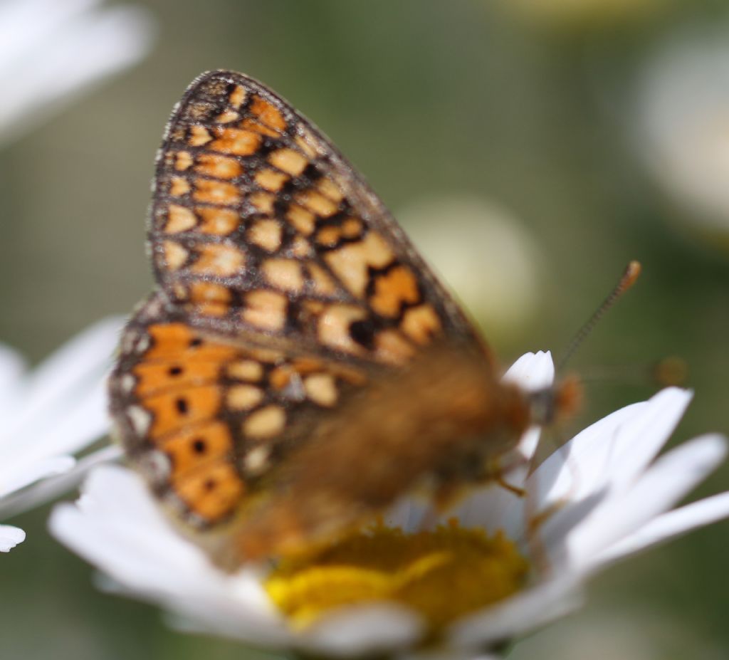 Da Identificare - Euphydryas provincialis, Nymphalidae