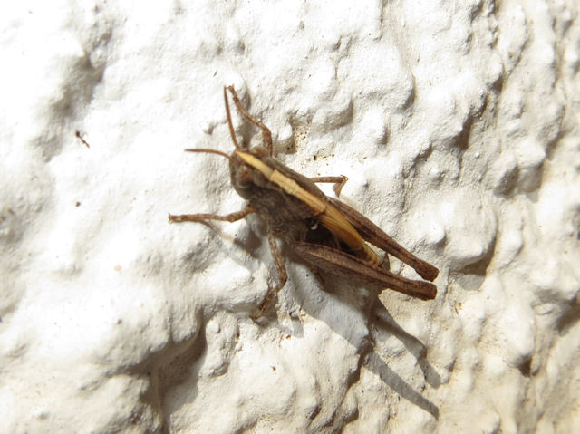 Aiolopus cfr. strepens juv.  from Sardinia