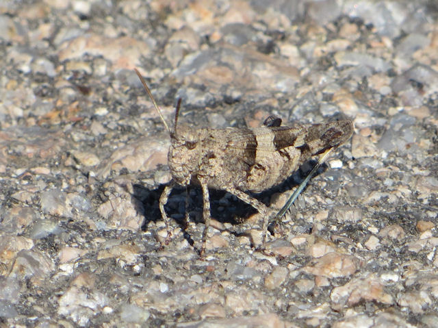 Oedipoda cfr. caerulescens from Sardinia