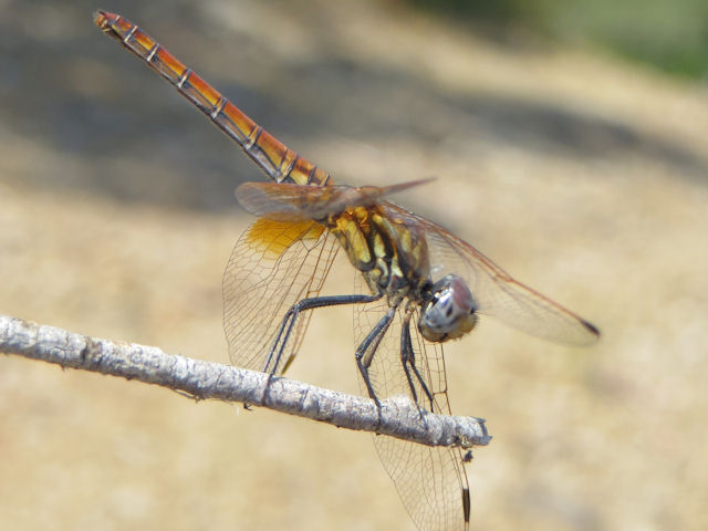 Libellulidae: Trithemis annulata,  female from Sardinia