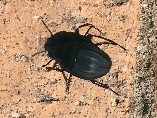 Please help to identify this bug: Erodius sp.