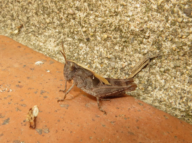 Orthoptera from Sardinia