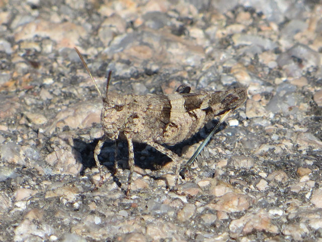 Acrididae from Sardinia:  Oedipoda caerulescens sardeti (cfr.)