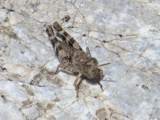 Acrididae: Calliptamus sp., giovane