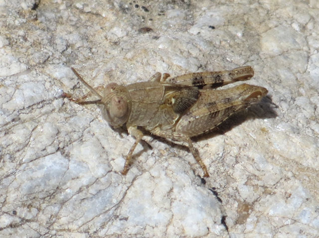 Acrididae: Calliptamus sp., giovane