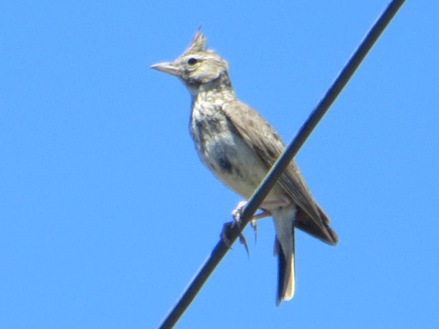 Galerida theklae or Galerrida cristata ?