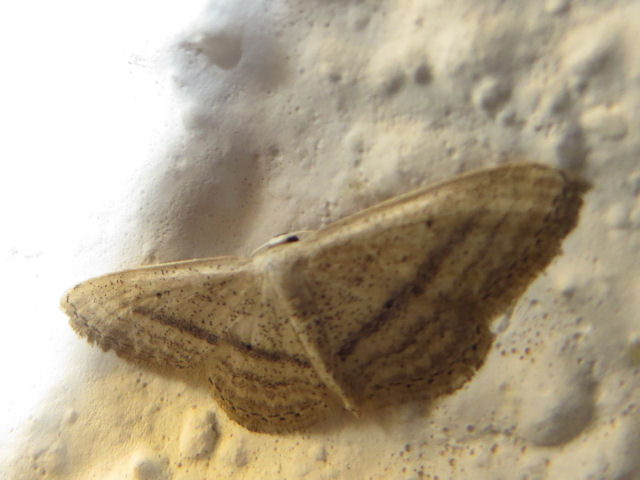 Geometridae No2