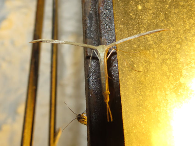 Pterophoridae from Andalusia